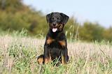 BEAUCERON - PUPPIES 131